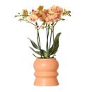 Orchidées Colibri | Orchidée Phalaenopsis Orange - Jamaïque + Tour Ornementale Pêche - Taille du Pot 9cm - 40cm de Haut | plante dintérieur en fleurs dans un pot de fleurs - fraîche du producteur