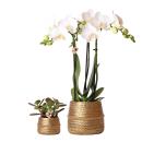 Kolibri Company - Pflanzenset Groove gold | Set mit weißer Phalaenopsis Orchidee Amabilis 9cm und grüner Sukkulente Crassula Ovata 6cm | inkl. goldenen Keramik-Ziertöpfen
