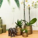 Kolibri Company - Pflanzenset Groove gold | Set mit weißer Phalaenopsis Orchidee Amabilis 9cm und grüner Sukkulente Crassula Ovata 6cm | inkl. goldenen Keramik-Ziertöpfen