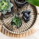 Ensemble de plantes complet Home Hub | Plantes vertes avec orchidée phalaenopsis blanche, y compris pots décoratifs en céramique noire et accessoires