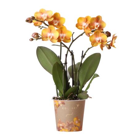 Orchidée blanche Amabilis en pot métallique Diamond or Ø9cm - Kolibri  Company