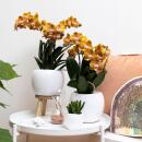 Kolibri Orchideen - Orchidée Phalaenopsis Orange Gold - Taille du pot 12cm - Jewel Las Vegas