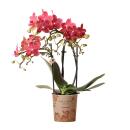 Kolibri Orchids - Red Phalaenopsis Orchid - Congo - pot...
