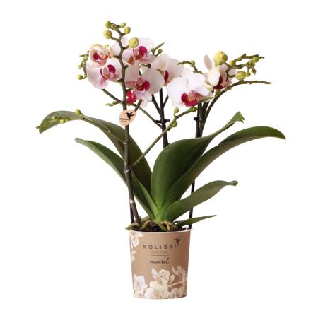 Kolibri Orchids - White Phalaenopsis Orchid - Mineral Gibraltar - pot size 9cm - fresh from the grower