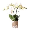 Orchidée Phalaenopsis Blanche - Jewel Ghent -...
