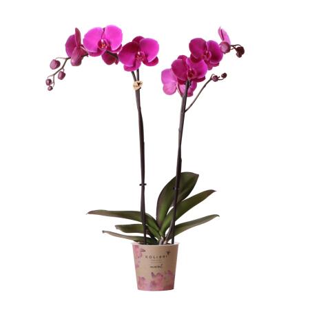 Orchidée Phalaenopsis violette - Joyride violette minérale - Taille du pot 12 cm