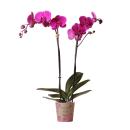 Orchidée Phalaenopsis violette - Joyride violette...