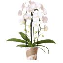 Orchidées colibris - Orchidée Phalaenopsis...