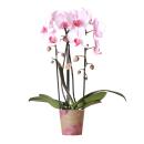 Orchidées colibris - Orchidée Phalaenopsis...
