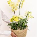 Orchidées plante jaune dans un panier en roseau...