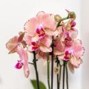 Kolibri Orchids - Orange-Rosa Phalaenopsis Orchid - Jewel...
