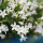 Campanula Addenda - campanule blanche - pot de 12cm - 6 plantes suffisantes pour 1qm - couvre-sol - Ambella - rustique