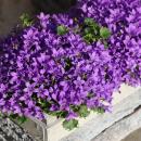 Campanula Addenda Ambella - Bellflower Intense Purple -...