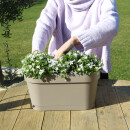 Campanula Addenda - campanule violette - jardinière blanche avec 3 campanules en pot de 12cm - vivace rustique