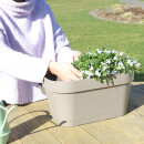 Campanule Addenda - jacinthe des bois blanche - jardinière de balcon grise avec 3 Campanules en pot de 12cm - vivace rustique