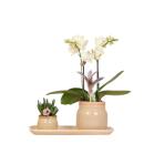 Colibri Orchidées - Set de plantes vertes avec...