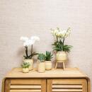 Colibri Orchidées - Set de plantes vertes avec...