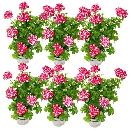 Geranien hängend - Pelargonium peltatum - 12cm Topf - Set mit 6 Pflanzen zweifarbig rot-weiß