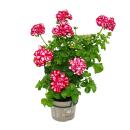 Geranien hängend - Pelargonium peltatum - 12cm Topf - Set mit 6 Pflanzen zweifarbig rot-weiß