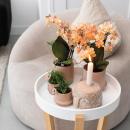 Kolibri Company - Plant set ring pot sand - set with...