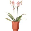 Kolibri Orchids - orange Phalaenopsis Orchid - Spider in...