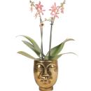 Orchidées Colibri - Orchidée Phalaenopsis...