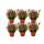 Calluna vulgaris - Set of 6 plants - broom heather - heather plant - hardy - 11cm pot - multicolored