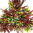 Calluna vulgaris multicolore - Set de 3 plantes -...
