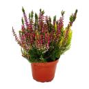 Multicolored Calluna vulgaris - set of 3 plants - broom...