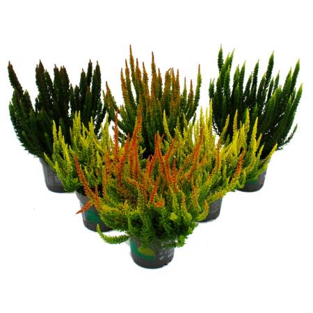 Calluna Green Nature - Grüne Besenheide - Heidekraut - winterhart - 11cm Topf - Set mit 6  versch. Pflanzen