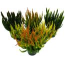 Calluna Green Nature - Grüne Besenheide - Heidekraut - winterhart - 11cm Topf - Set mit 6  versch. Pflanzen