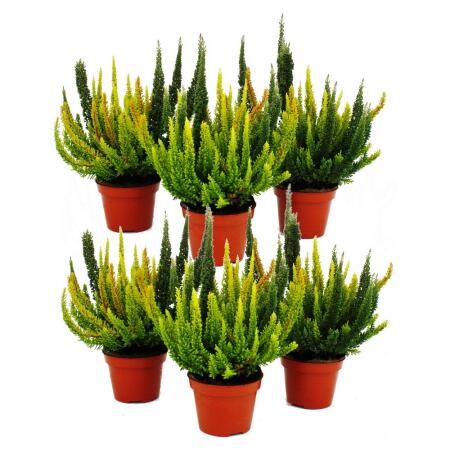 Calluna Green Nature - Green broom heather - heather - hardy - 11cm pot - set of 6 plants - versch. Green tones per pot