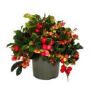 Carpet berry - Gaultheria procumbens - mock berry - partridge berry - hardy plant with decorative berries - 1 plant