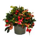 Teppichbeere - Gaultheria procumbens - Scheinbeere -...