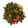 Teppichbeere - Gaultheria procumbens - Scheinbeere - Rebhuhnbeere - winterharte Pflanze mit dekorativen Beeren - Set mit 3 Pflanzen