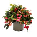 Mûre de tapis - Gaultheria procumbens - Fausse baie - Mûre de perdrix - Plante rustique avec baies décoratives - Set de 6 plantes