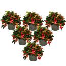 Mûre de tapis - Gaultheria procumbens - Fausse baie - Mûre de perdrix - Plante rustique avec baies décoratives - Set de 6 plantes