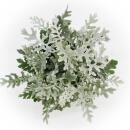 Senecio maritima - Silberblatt - Dekorative Pflanze mit silbrigem Laub - 11cm Topf