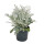 Senecio maritima - Silberblatt - Dekorative Pflanze mit silbrigem Laub - 11cm Topf