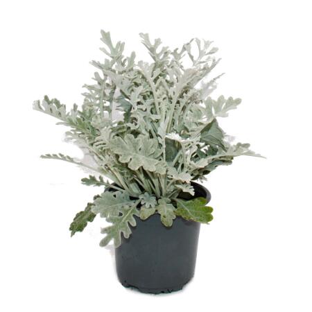 Senecio maritima Silberblatt Dekorative Pflanze mit silbrigem Laub 11cm Topf Set mit 3 Pflanzen