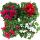 Cyclamen persicum - plant with charming flowers - 11cm pot