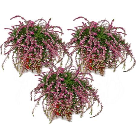 Hängende Calluna - Set mit 3 Pflanzen - hängende Besenheide - Heidepflanze - winterhart - 12cm Topf