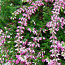 Calluna suspendue - Set de 3 plantes - Bruyère à balai suspendue - Plante de terre de bruyère - résistante au froid - pot de 12cm - rose