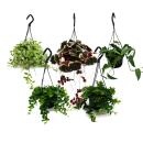 Easy-care mini traffic light plants in the 12cm hanging...