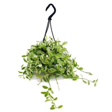 Easy-care mini traffic light plant - Dischidia oiantha - Hanging ant plant