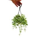 Easy-care mini traffic light plant - Dischidia oiantha - Hanging ant plant