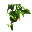 Lierre à motifs blancs et colorés - Epipremnum variegata - Scindapsus - pot de 12cm - plante dintérieur grimpante