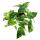 Lierre à motifs blancs et colorés - Epipremnum variegata - Scindapsus - pot de 12cm - plante dintérieur grimpante