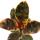 Rotbunter Gummibaum - Ficus elastica "Belize" - 17cm Topf