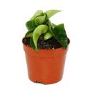 Mini Plante - Hoya carnosa compacta - Fleur de porcelaine...